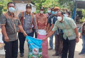 Foto : Bupati Samosir Vandiko Gultom Serahkan Bibit Untuk Kelompok Tani