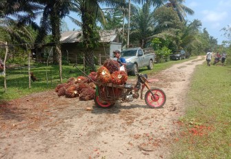 Aktivitas panen sawit di Lahan Eks HGU PT Jenggalu Permai oleh PT Agri Andalas pada (21/10/2021)