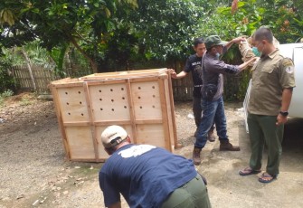 Polres Seluma Lepas Liarkan Satu Ekor Rusa