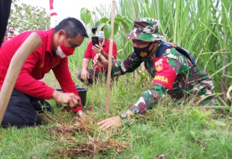 Penanaman pohon di Alas Lamin