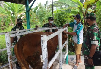 Kodim Palangka Raya Tinjau Perlestarian Ternak Sapi Dengan Metode Kawin Suntik di Kalampangan