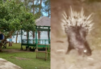 Lokasi objek wisata Pantai Teluk Bayu, dan salah seekor hewan Landak yang memasuki permukiman penduduk Desa Kayu Menang.