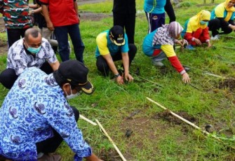 Ditengah Hujan, Wawali Tanam Bibit Mangrov di Kota Tuo bersama Mahasiswa UIN