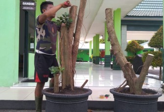 Kodim Palangka Raya Budidayakan Tanaman Beringin Dolar