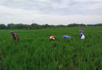 Babinsa Koramil Kedunggalar saat Dampingi Petani Penyiangan Rumput Pada Tanaman Padi