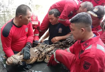 Team Rescue saat evakuasi buaya sepanjang 2 Meter