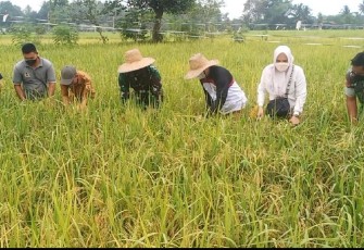 Panen Perdana Kelompok Tani Bina Usaha