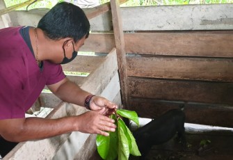 Tim Kesehatan Beri Penyuluhan Ternak Babi Unggulan