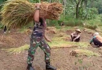 Babinsa Koramil 0801/11 Donorojo Bantu Warga Binaan Panen Padi.