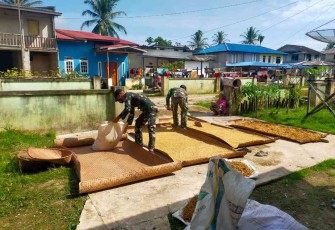 Satgas Yonif 144/JY Membantu Warga Menjemur Padi Darat di Perbatasan
