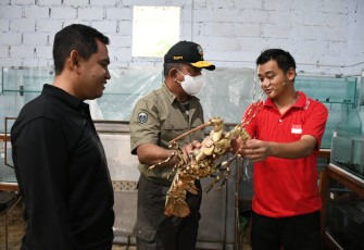 Danlantamal V Tinjau Budidaya Lobster 