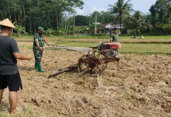 Babinsa Pacitan Pendampingan Pertanian