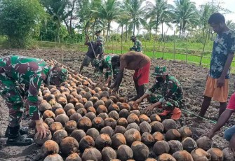 Menyemai Bibit Kelapa Jenis Hibrida di Distrik Kimaam