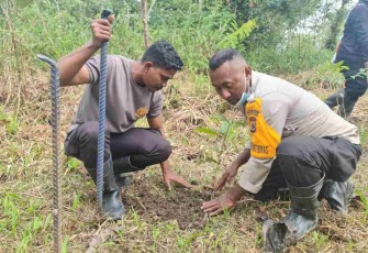 Menanam Bibit Kopi di Distrik Serambakon