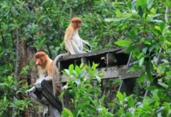 Lahan konservasi perairan di Bintan