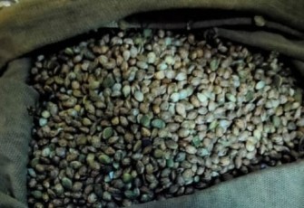 Barang bukti biji ganja yang diamankan petugas.