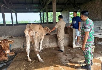 Sertu Agus pantau kesehatan ternak warga binaan