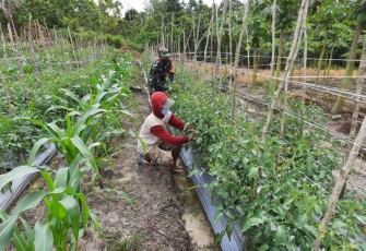 Koptu Gampang saat pendampingan petani tomat dan jagung di wilayah binaan