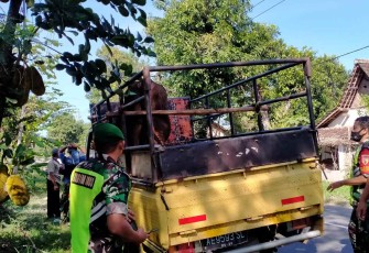 Pemeriksaan hewan ternak di perbatasan Madiun