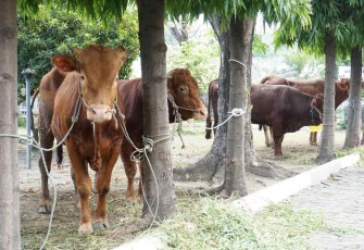 Hewan qurban di Kodiklatal Surabaya 