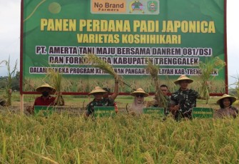 Panen raya padi Japonica di Trenggalek 