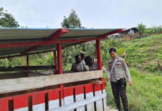 Pengecekan rutin kondisi spot ternak babi program Kasuari