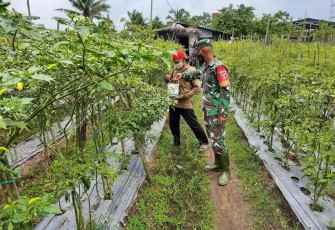 Sambangi petani cabe rawit di wilayah binaan