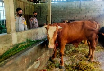 Pengecekan hewan ternak antisipasi penyebaran virus PMK 