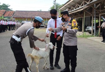 Reward kambing betina untuk anggotanya yang berprestasi 