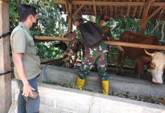 Pemeriksaan dan vaksinasi PMK ternak warga binaan