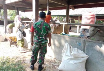 Serka Sudiono saat pengecekan hewan ternak warga binaan