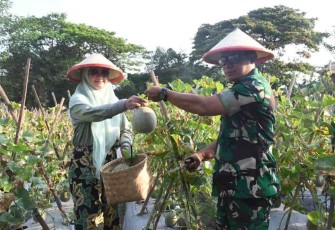 Danrem 081/DSJ Kolonel Inf Deni Rejeki saat panen melon