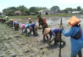 Danramil 11/Widodaren saat tanam padi bibit unggul Japonica