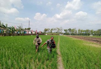 Serda Zainul saat menebarkan pupuk 