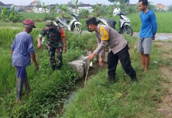 Bersama warga pasang jebakan tikus di sawah