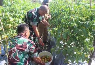 Dandim 0913/PPU saat petik tomat