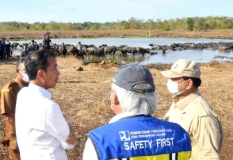 Presiden Joko Widodo saat meninjau ternak kerbau di pulau Moa