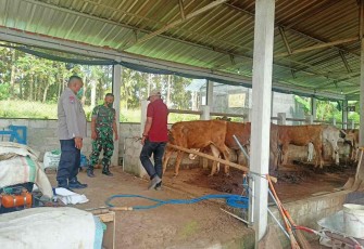 Pengecekan hewan ternak warga 