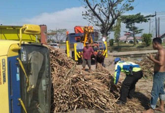 Truk terguling akibatkan tebu hasil panen berserakan di jalan puteran Sayung Demak 