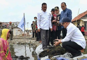 Menteri Teten Masduki saat tinjau panen rumput laut di Indramayu Jawa Barat,  Rabu (21/9)
