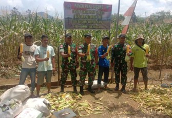 Panen raya jagung di perbatasan 