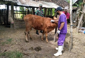Serda Gunawan saat mendampingi vaksinasi PMK ternak warga binaan