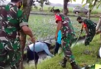 Gropyokan Tikus ala Babinsa Koramil Poron. Minggu (2/10)