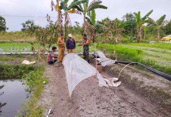 Komsos bersama petani cabe binaan