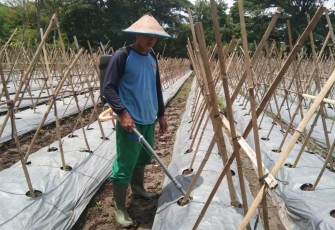 Budidaya Melon Korem 081/DSJ