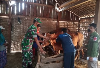 Vaksinasi PMK ternak warga di wilayah binaan 