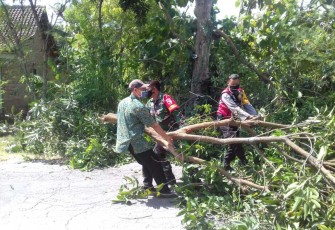 Gotong-royong bersihkan pohon tumbang di pinggir jalan