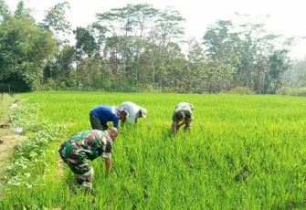 Sertu Cholib saat membantu petani wilayah binaan