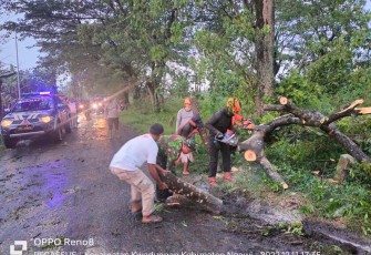 Evakuasi pohon tumbang di jalan desa binaan