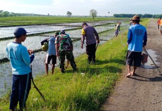 Gropyokan tikus wilayah desa binaan